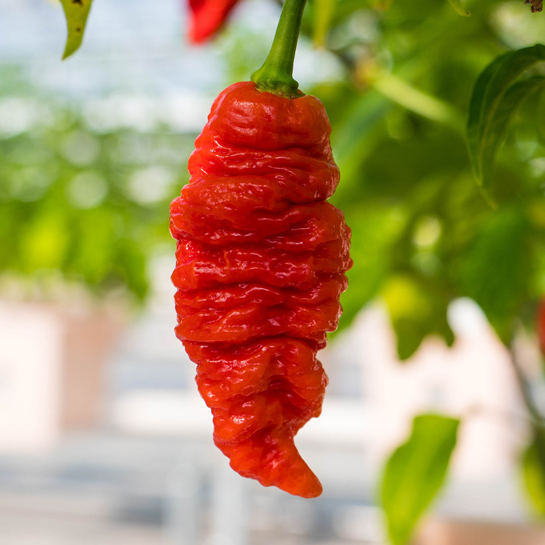 Death Spiral Pepper Seeds