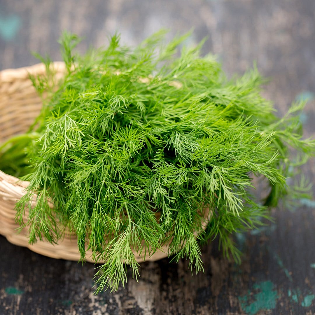 Bouquet Dill Seeds