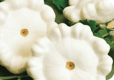 Early White Bush Scallop Summer Squash Seeds