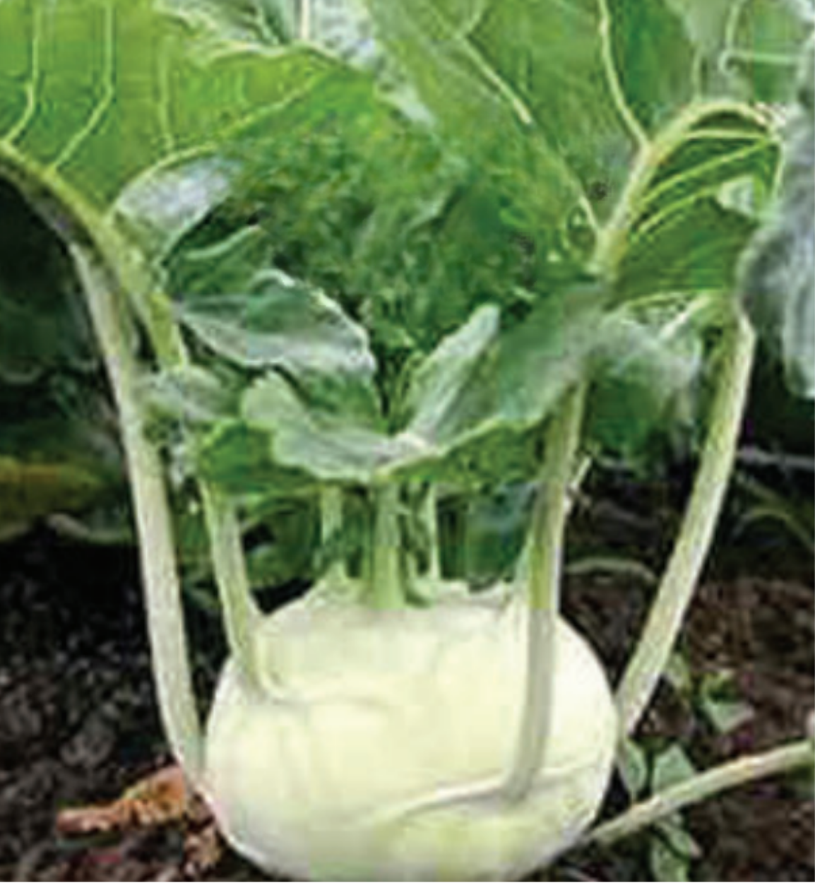 Early White Vienna Kohlrabi Seeds