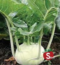 Early White Vienna Kohlrabi Seeds