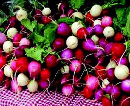 Easter Egg Blend Radish Seeds