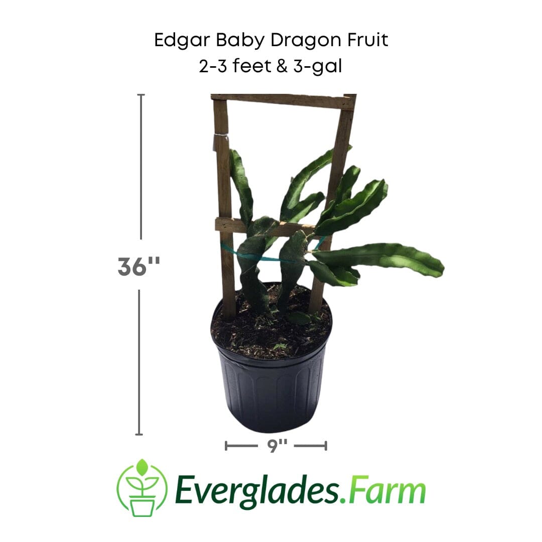 Edgar Baby Dragon Fruit, Pitaya
