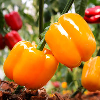 Flavorburst Pepper Seeds