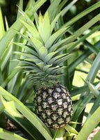 White Jade Pineapple Plant - Sweet, Low-Acid Tropical Fruit