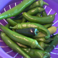 Fushimi Sweet Pepper Seeds