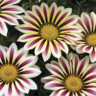 Big Kiss White Flame Hybrid Gazania Seeds