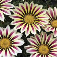 Big Kiss White Flame Hybrid Gazania Seeds