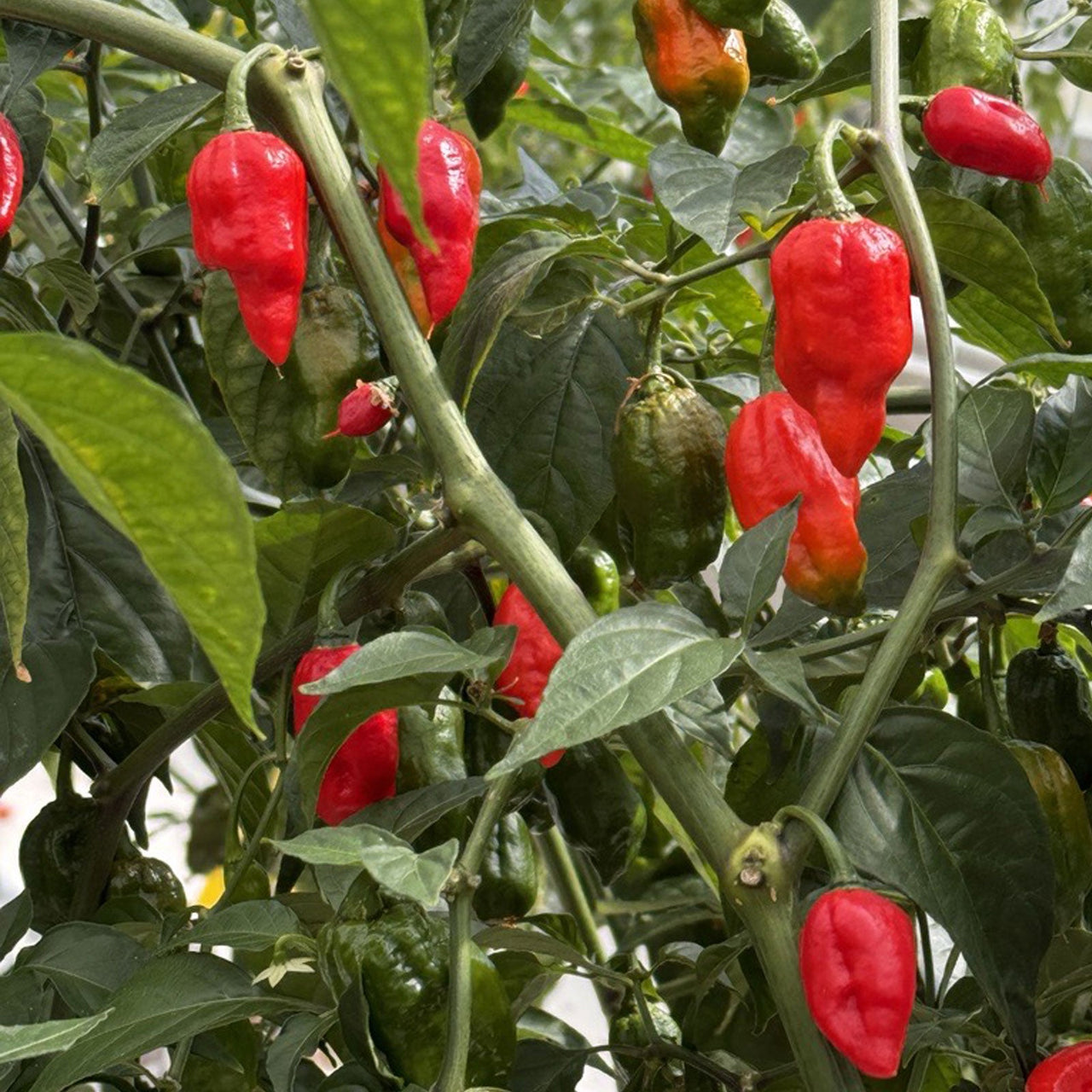 Ghost Pepper Seeds