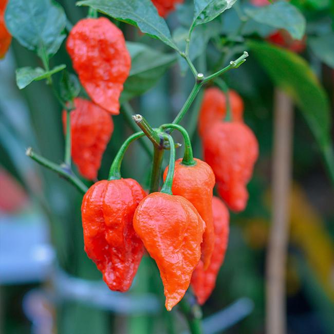 Ghost Pepper Seeds