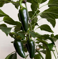 Thumbnail for Pepper Joe's Giant Jalapeno Pepper Seeds