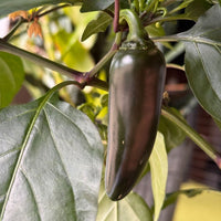 Pepper Joe's Giant Jalapeno Pepper Seeds
