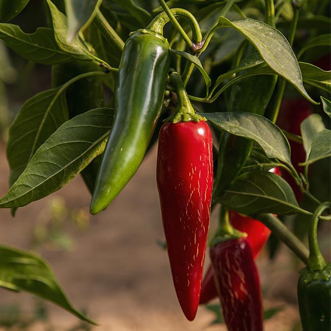 Pepper Joe's Giant Jalapeno Pepper Seeds