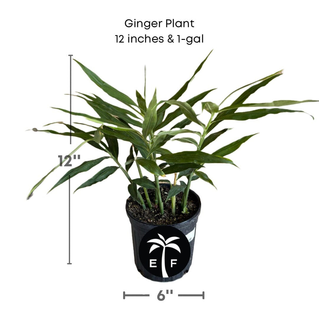 Ginger Plant