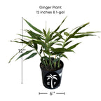 Ginger Plant