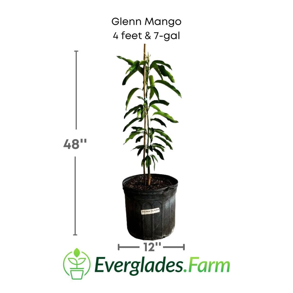 Glenn Mango Tree, Grafted
