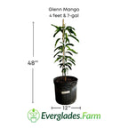 Glenn Mango Tree, Grafted
