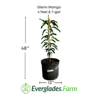 Glenn Mango Tree, Grafted