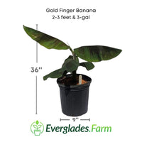 Goldfinger Banana Musa FHIA-1 - The Resilient Delight