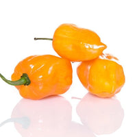 Thumbnail for Golden Habanero Pepper Seeds