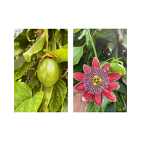Mountain Sweet Granadilla Plant  Exotic Passiflora ligularis from Guatemala Yellow Fruit (ripe)