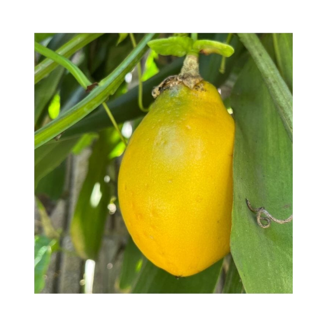 Mountain Sweet Granadilla Plant  Exotic Passiflora ligularis from Guatemala Yellow Fruit (ripe)