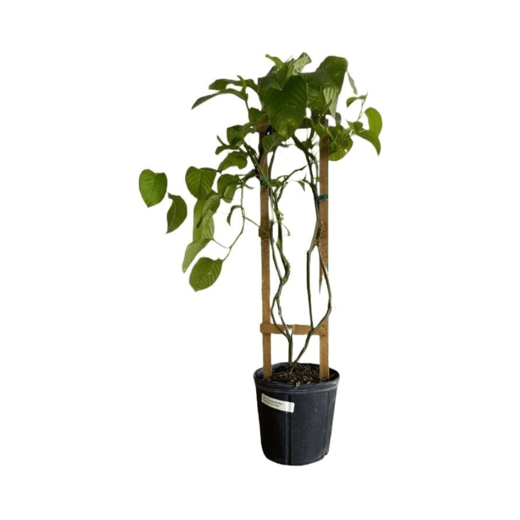 Giant Granadilla Plant