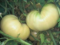 Thumbnail for Great White Tomato Seeds