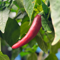 Thumbnail for Guajillo Pepper Seeds