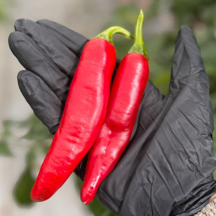 Guajillo Pepper Seeds – The Pepper Pantry