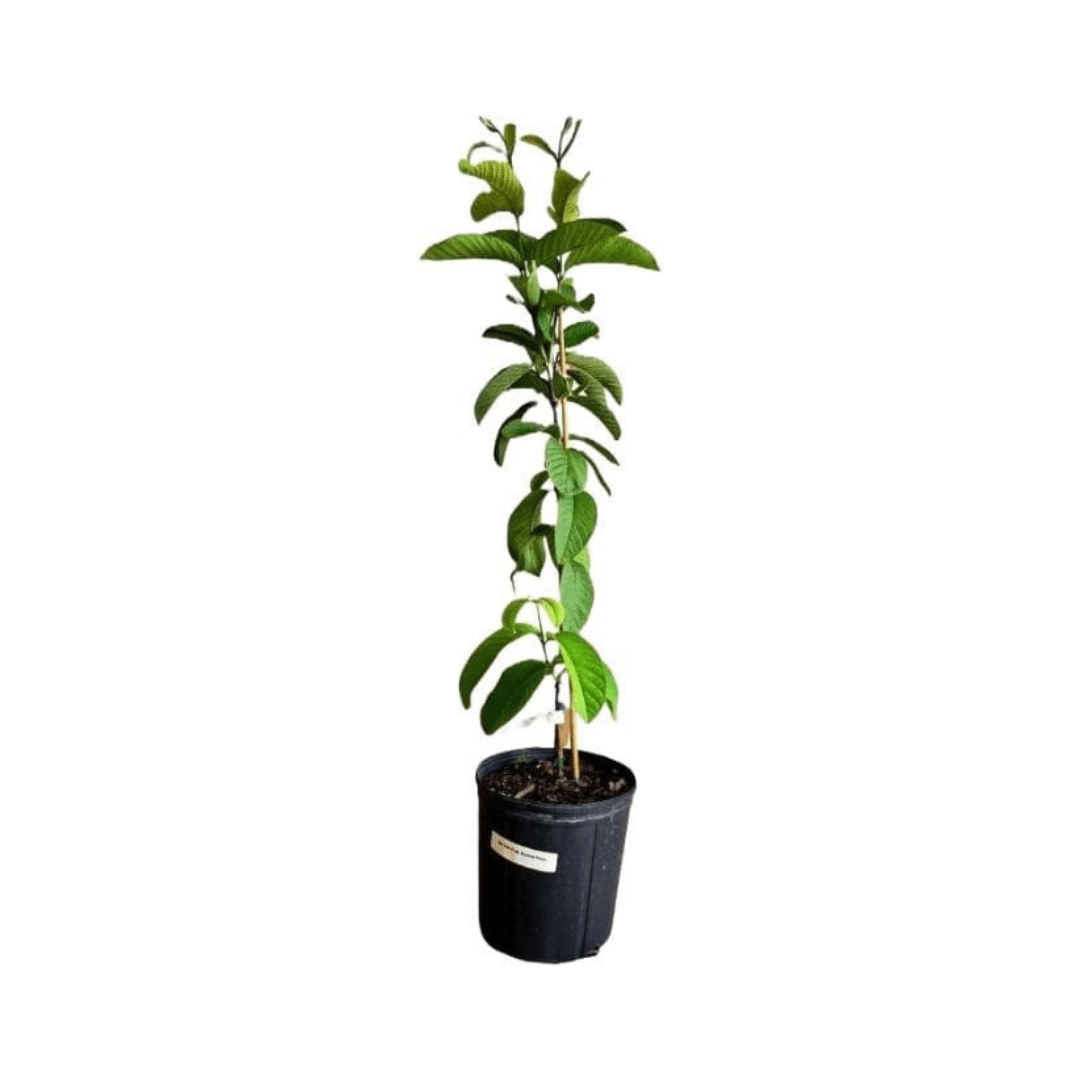 Barbie Pink Guava Tree