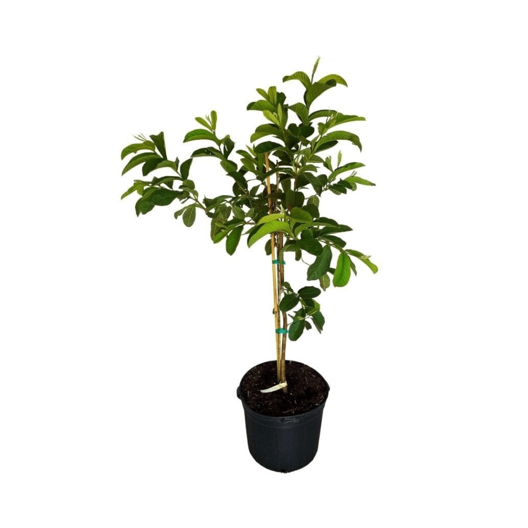 Barbie Pink Guava Tree
