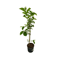 Barbie Pink Guava Tree