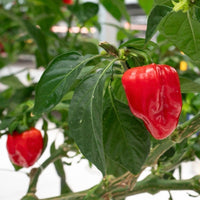 Thumbnail for Habanero Caribbean Red Pepper Seeds