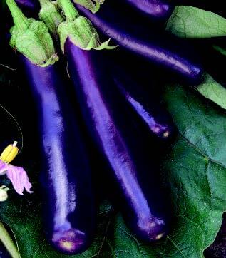 Hansel Hybrid Eggplant Seeds