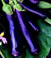 Hansel Hybrid Eggplant Seeds