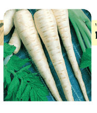 Hollow Crown Parsnip Seeds