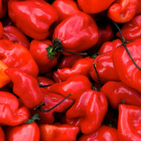 Thumbnail for Habanero Caribbean Red Pepper Seeds