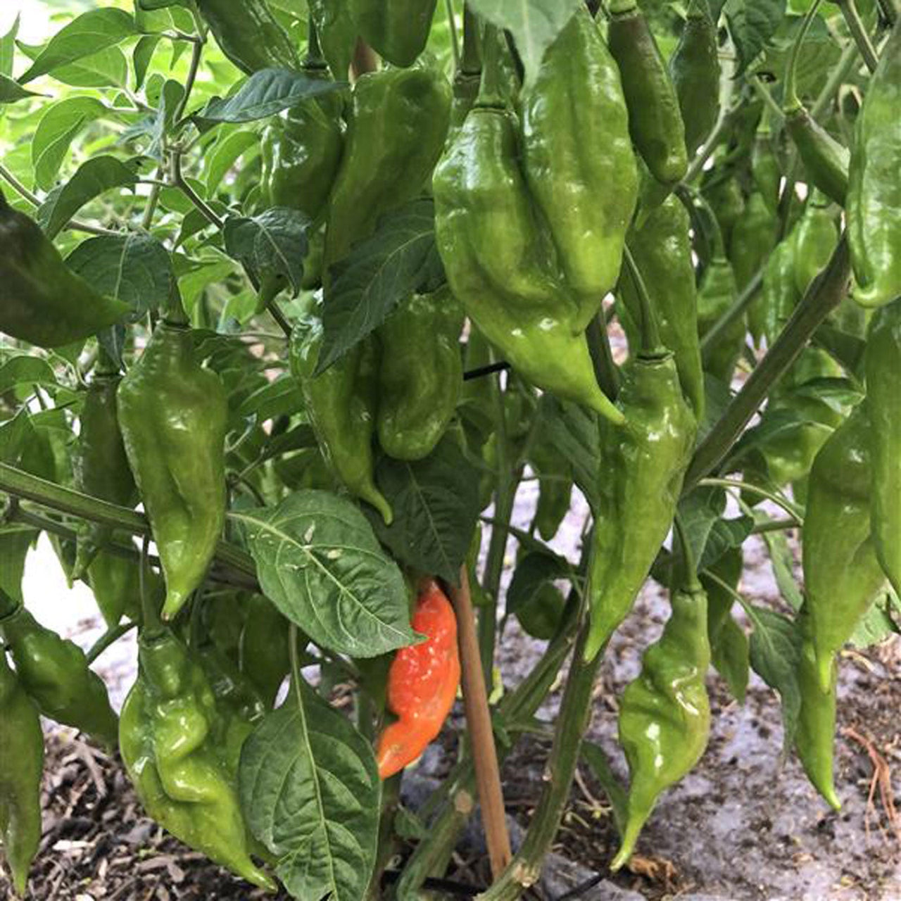 Hot Paper Lantern Pepper Seeds