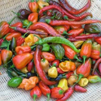 Thumbnail for Hot and Happy Mix Pepper Seeds