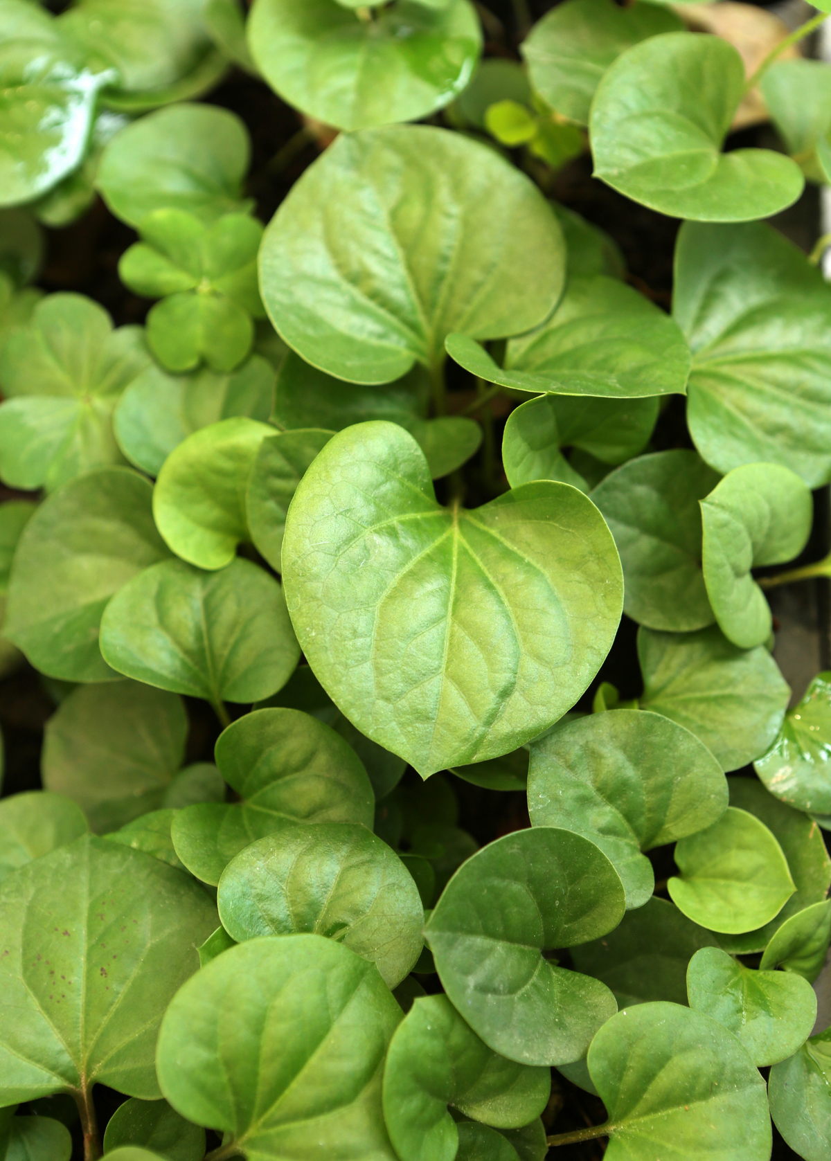 Giâp Cá, Fish Mint (Houttuynia cordata)