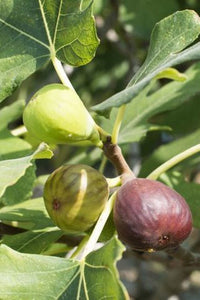Celeste Fig
