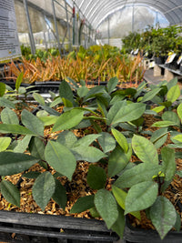 Hojas de Salat (Neea psychotrioides)