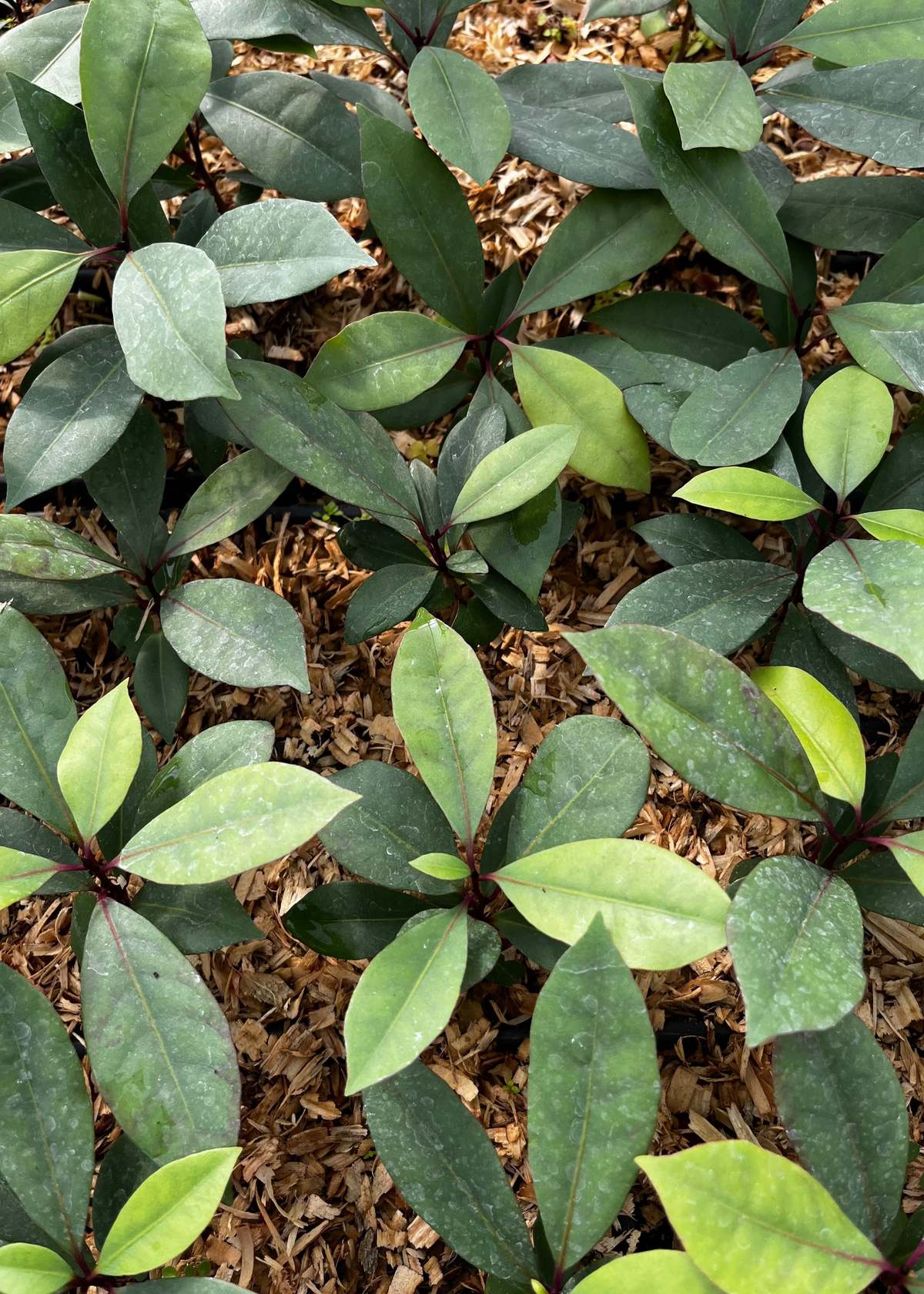 Hojas de Salat (Neea psychotrioides)
