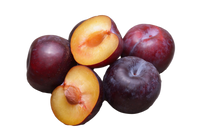 5 AMERICAN PLUM Prunus Americana Red Purple Fruit White Flower Shrub Tree Seeds