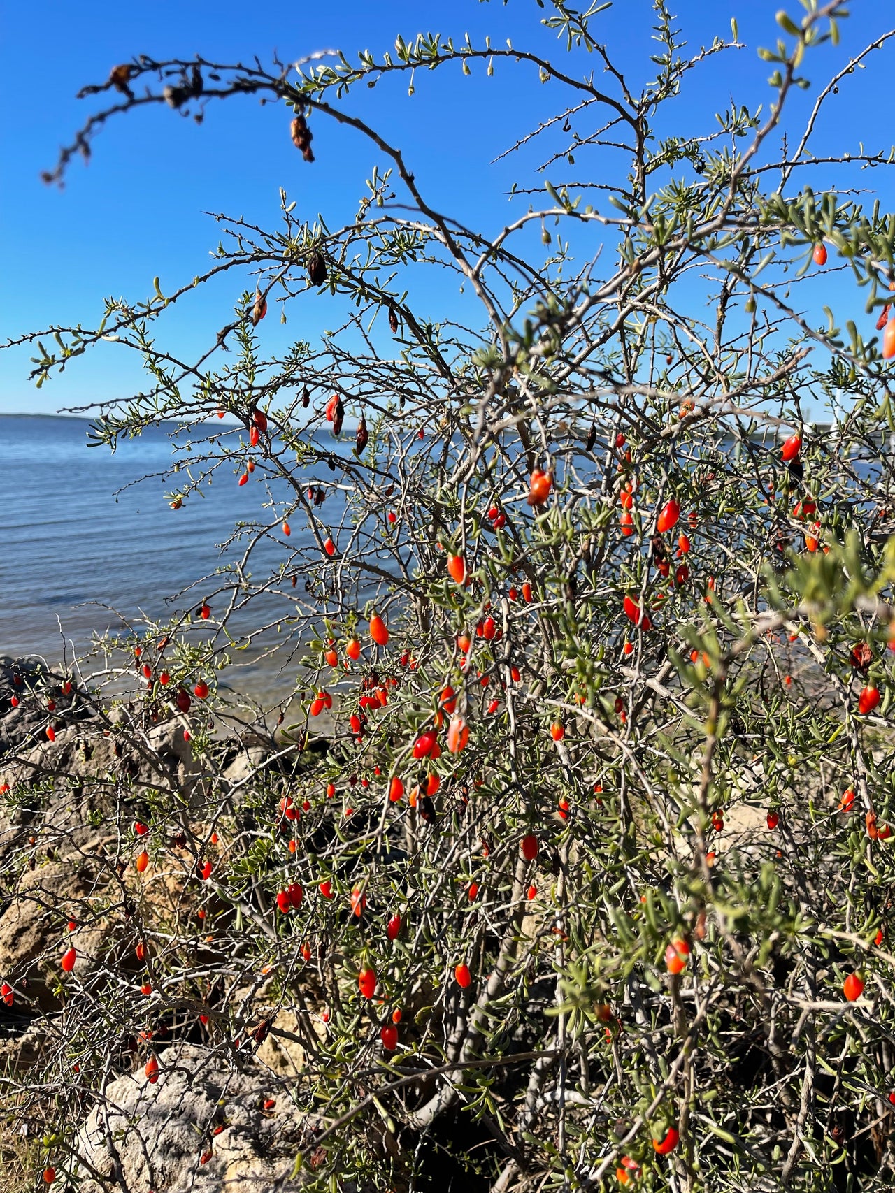 Christmasberry (Lycium carolinianum)