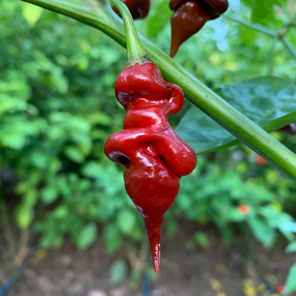 Trinidad Viper Brown - Seeds