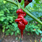 Trinidad Viper Brown - Seeds