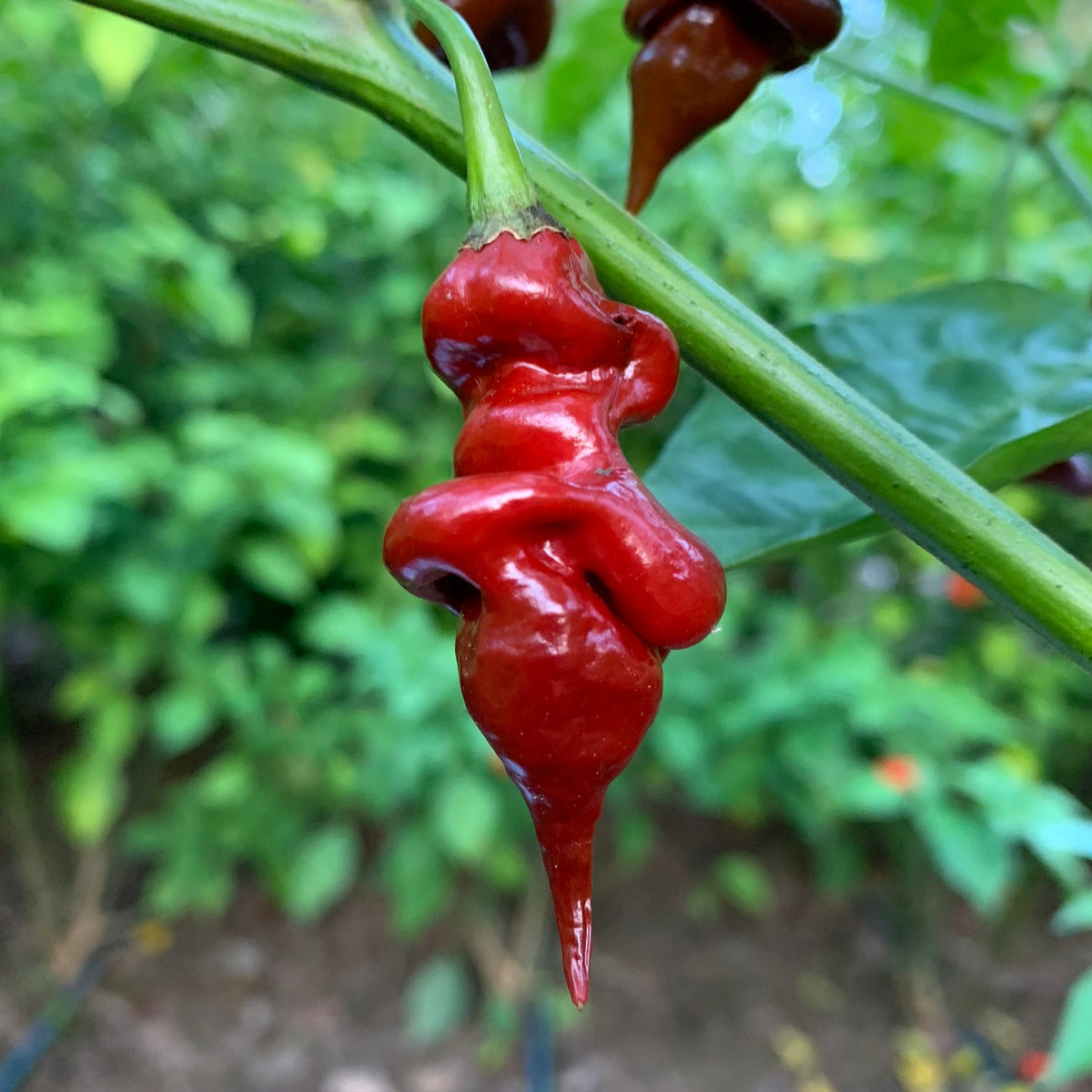 Trinidad Viper Brown - Seeds