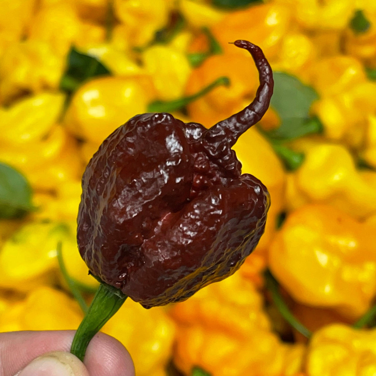 Best Sellers - Super Hot Pepper Seed Combo Pack (12 Varieties) - Seeds